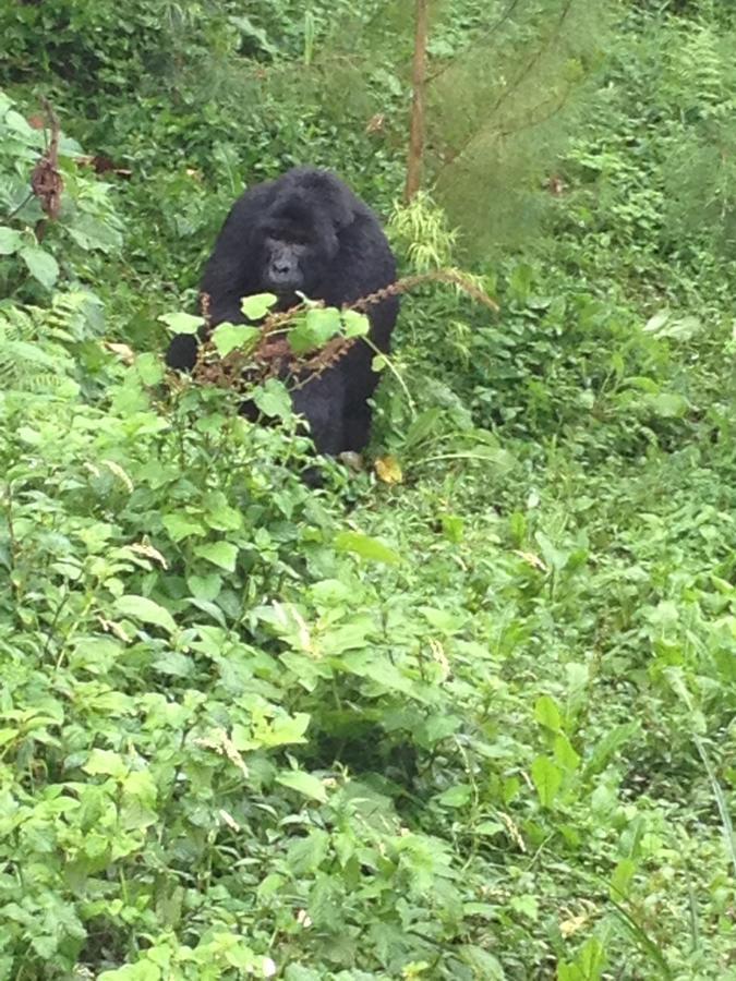 Rushaga Gorilla Lodge Bugambira Exterior foto